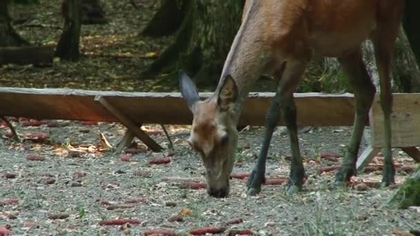 Jeune chevreuil marchant dans la forêt estivale Cerf de Virginie marchant dans les bois 