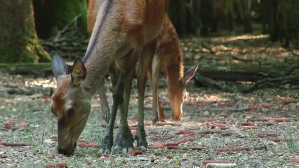 Young Roe Deer Walking Summer Forestwhite Tailed Deer Walking Woods — Stock Video