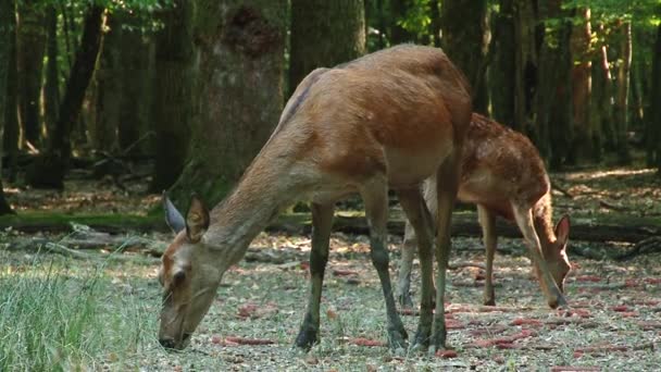 Unga Rådjur Vandrar Sommar Forestwhite Tailed Rådjur Promenader Genom Skogen — Stockvideo