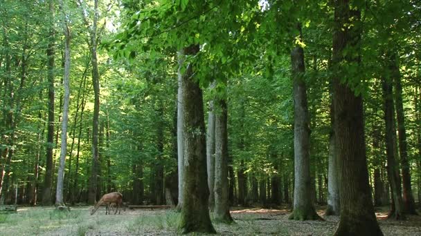 Forestwhite 尾の夏鹿の森を歩いて歩いて若いノロジカ — ストック動画