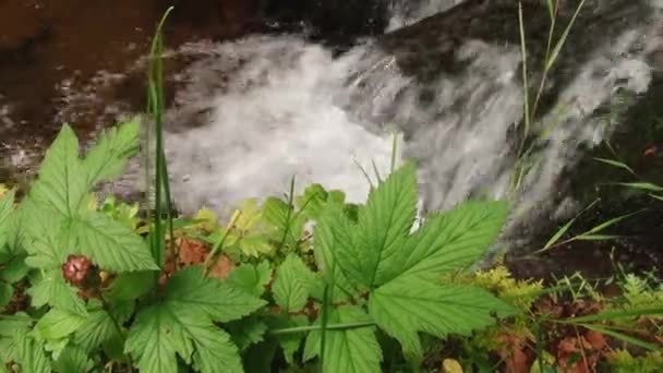 Rivière Montagne Dans Forêt Eau Transparente Coule Travers Les Roches — Video