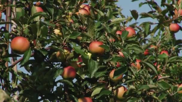 Manzanos Con Manzanas Rojas — Vídeos de Stock