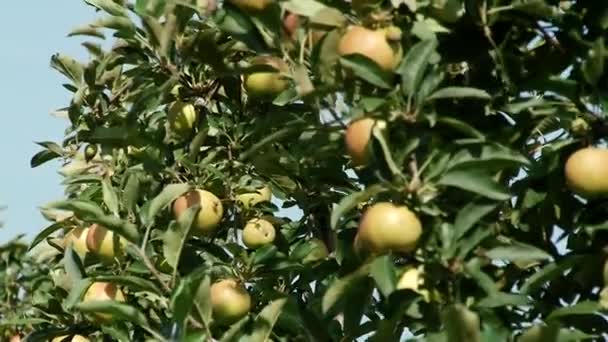 Belles Pommes Mûres Pommier Dans Jardin — Video