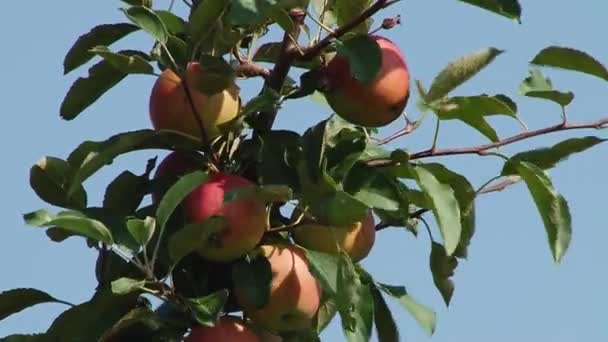 Manzanos Con Manzanas Rojas — Vídeo de stock