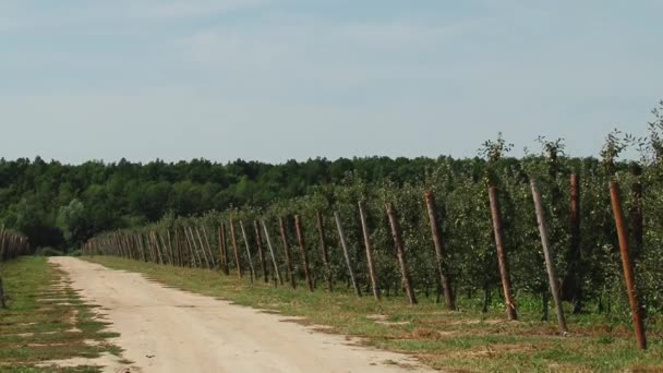 Piękne Dojrzałe Jabłka Jabłoń Ogrodzie — Wideo stockowe