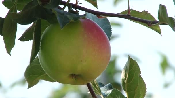 Bir Olgun Kırmızı Elma Ile Kompozisyon Demet Taze Yakın Çekim — Stok video