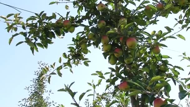 Belles Pommes Mûres Pommier Dans Jardin — Video