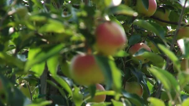 Композиція Одним Стиглим Червоним Яблуком Пучками Свіжих Крупним Планом — стокове відео