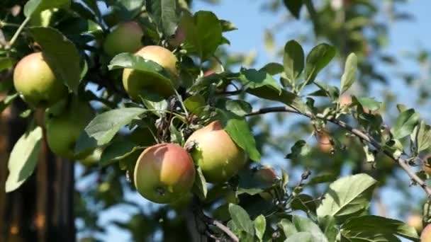 Vackra Och Mogna Äpplen Äppelträd Trädgården — Stockvideo
