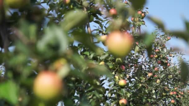 Composizione Con Una Mela Rossa Matura Grappoli Mele Fresche Primo — Video Stock