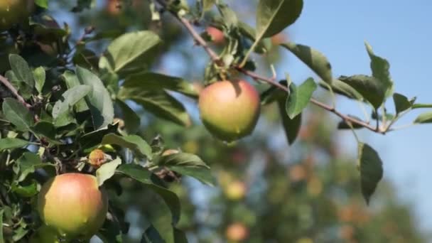 Belles Pommes Mûres Pommier Dans Jardin — Video