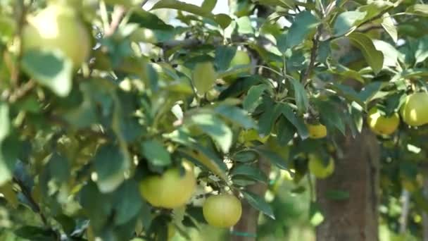 Manzanas Hermosas Maduras Manzano Jardín — Vídeos de Stock