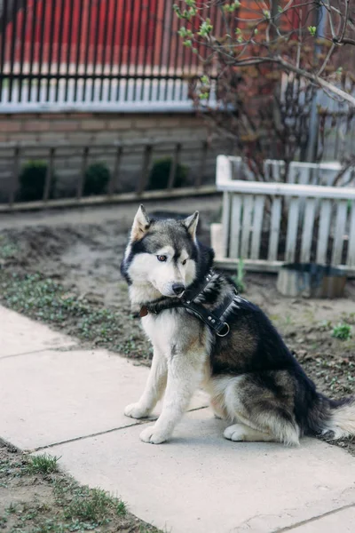 Husky si siede su un posto — Foto Stock