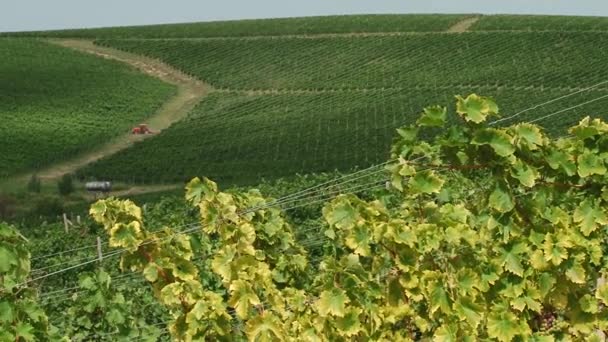 Sartén Través Uvas Vino Madurando Viñedo Paisaje — Vídeos de Stock