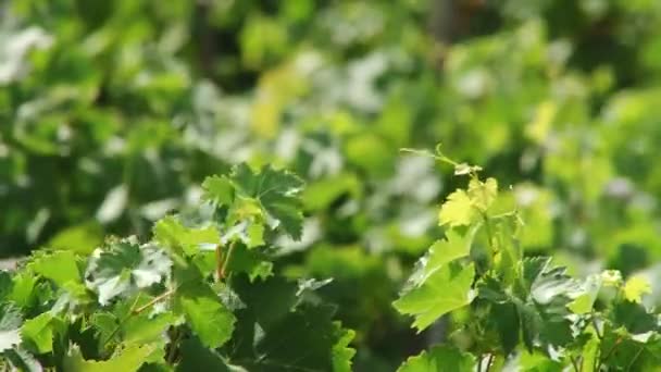 Sartén Través Uvas Vino Madurando Viñedo Paisaje — Vídeo de stock