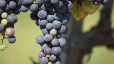 Demet kırmızı üzüm üzüm bağıyla asılı. Satır pinot noir üzüm üzüm bağıyla güneş doğarken çekilmek üzere hazır