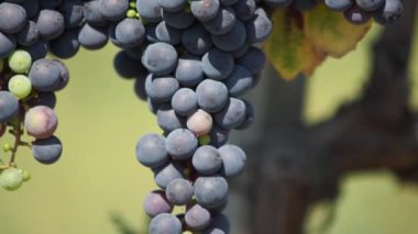 Demet kırmızı üzüm üzüm bağıyla asılı. Satır pinot noir üzüm üzüm bağıyla güneş doğarken çekilmek üzere hazır