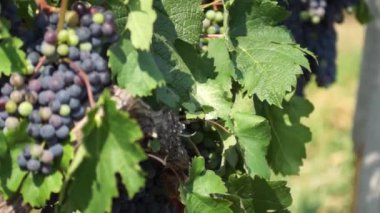 Demet kırmızı üzüm üzüm bağıyla asılı. Satır pinot noir üzüm üzüm bağıyla güneş doğarken çekilmek üzere hazır