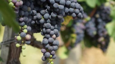 Demet kırmızı üzüm üzüm bağıyla asılı. Satır pinot noir üzüm üzüm bağıyla güneş doğarken çekilmek üzere hazır