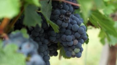 Demet kırmızı üzüm üzüm bağıyla asılı. Satır pinot noir üzüm üzüm bağıyla güneş doğarken çekilmek üzere hazır