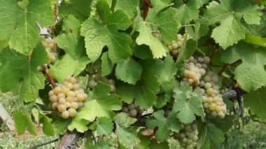 Demet üzüm üzüm bağıyla asılı. Satır pinot noir üzüm üzüm bağıyla güneş doğarken çekilmek üzere hazır