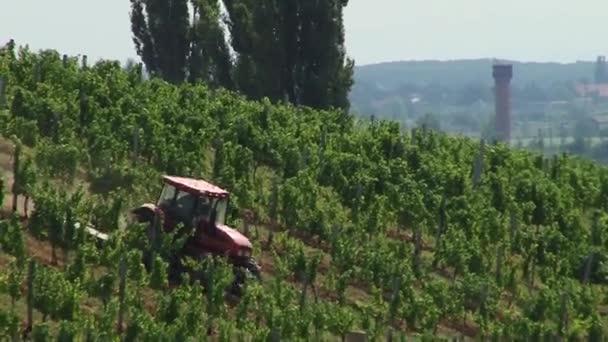 Tractor Recorre Campo Con Uvas — Vídeo de stock