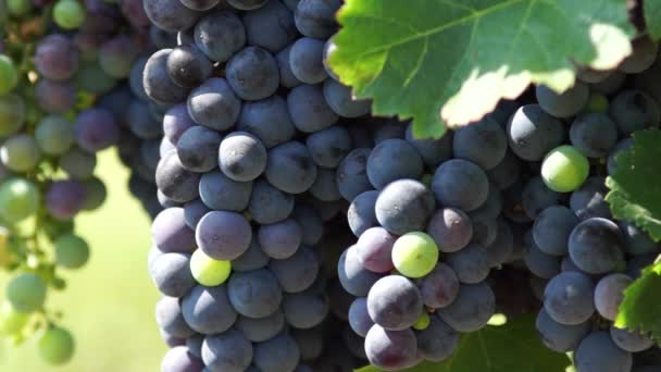 Bando Uvas Vermelhas Penduradas Vinhedo Fileiras Uvas Pinot Noir Prontas — Vídeo de Stock