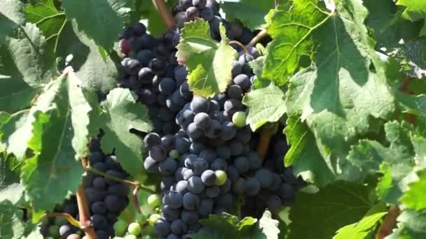 Bunches Red Grapes Hanging Vineyard Rows Pinot Noir Grapes Ready — Stock Video