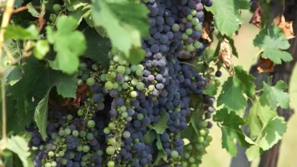 Bunches Red Grapes Hanging Vineyard Rows Pinot Noir Grapes Ready — Stock Video