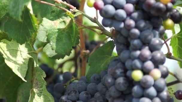 Demet Kırmızı Üzüm Üzüm Bağıyla Asılı Satır Pinot Noir Üzüm — Stok video