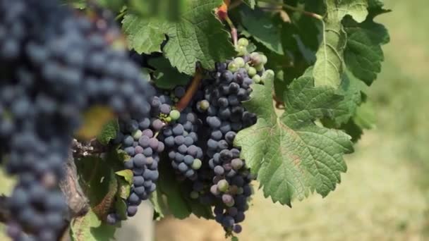 Des Grappes Raisins Rouges Suspendues Dans Vignoble Rangées Pinot Noir — Video