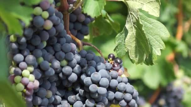 Kiście Winogrona Wiszące Winnicy Wiersze Pinot Noir Winogron Gotowy Odbioru — Wideo stockowe