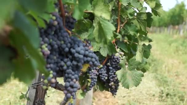 Bunches 红葡萄挂在葡萄园 准备好要在日出时在葡萄园采摘的黑比诺葡萄的行 — 图库视频影像