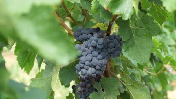 Bando Uvas Vermelhas Penduradas Vinhedo Fileiras Uvas Pinot Noir Prontas — Vídeo de Stock