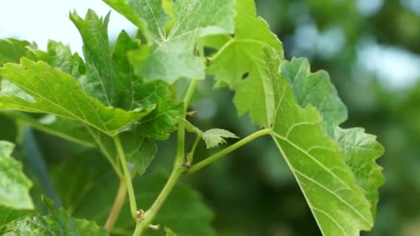 Trauben Hängen Weinberg Reihen Pinot Noir Trauben Die Bei Sonnenaufgang — Stockvideo