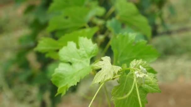 Trossen Druiven Opknoping Wijngaard Rijen Van Pinot Noir Druiven Klaar — Stockvideo