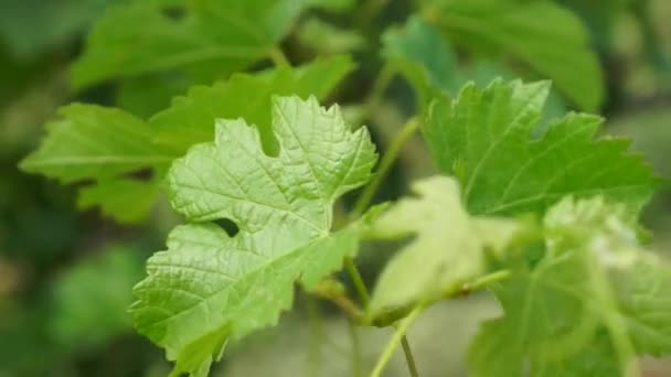 Manojos Uvas Colgando Viñedo Filas Uvas Pinot Noir Listas Para — Vídeos de Stock