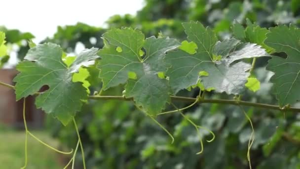 Trossen Druiven Opknoping Wijngaard Rijen Van Pinot Noir Druiven Klaar — Stockvideo