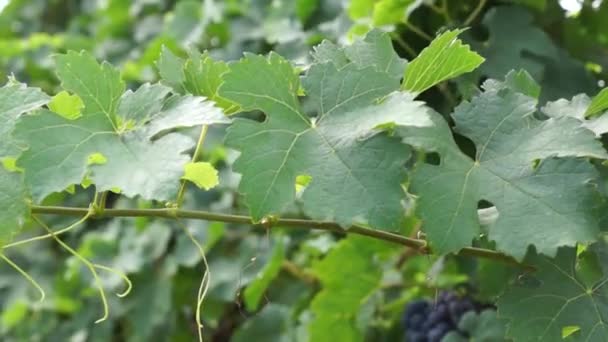 Bunches Grapes Hanging Vineyard Fileiras Uvas Pinot Noir Prontas Para — Vídeo de Stock