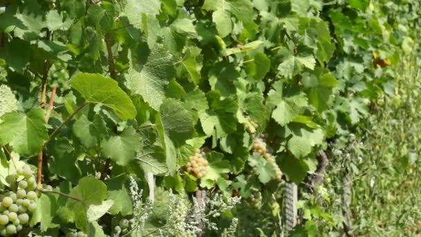 Manojos Uvas Colgando Viñedo Filas Uvas Pinot Noir Listas Para — Vídeos de Stock