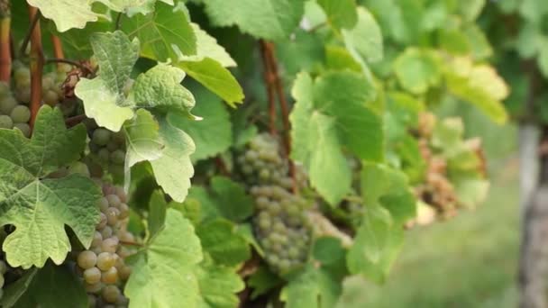 Des Grappes Raisins Suspendues Dans Vignoble Rangées Pinot Noir Prêtes — Video