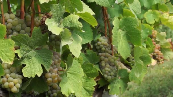 Manojos Uvas Colgando Viñedo Filas Uvas Pinot Noir Listas Para — Vídeos de Stock