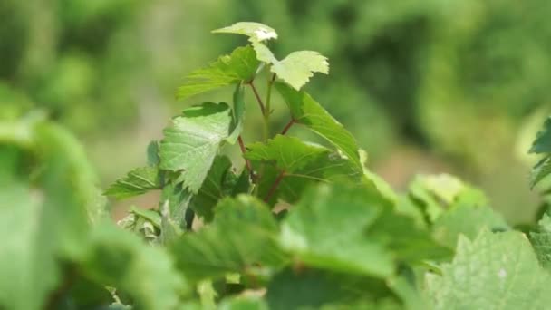 Des grappes de raisins suspendues dans le vignoble. Rangées de pinot noir prêtes à être cueillies dans le vignoble au lever du soleil 