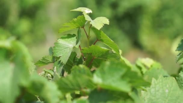 Manojos Uvas Colgando Viñedo Filas Uvas Pinot Noir Listas Para — Vídeos de Stock