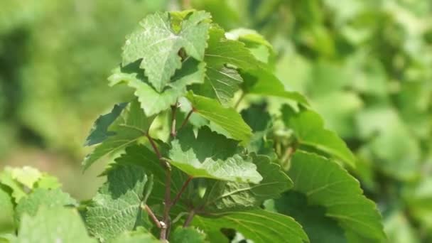 Trauben Hängen Weinberg Reihen Pinot Noir Trauben Die Bei Sonnenaufgang — Stockvideo