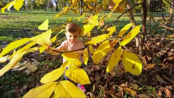 Bonito bebê menina ficar sobre bela árvore amarela e brincar com a folha na árvore — Vídeo de Stock