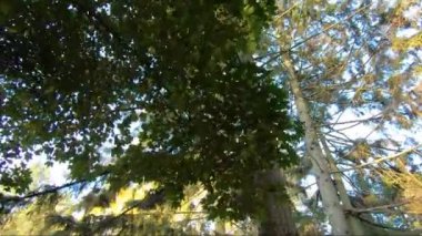 Soğuk havada sonbahar parkı. Ekim ağaçları