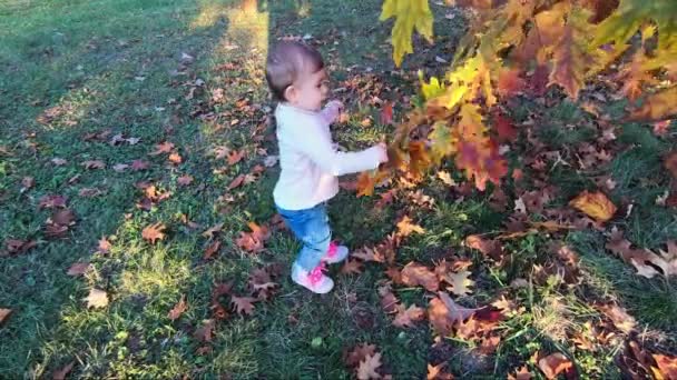 Menina bonita brincar com folhas vermelhas perto da árvore no outono. Feliz bebê de dez meses andando no parque — Vídeo de Stock