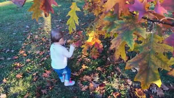 Güzel küçük kız sonbaharda ağacın yanında kırmızı yapraklarla oynuyor. Parkta mutlu 10 ay bebek yürüyüşü — Stok video