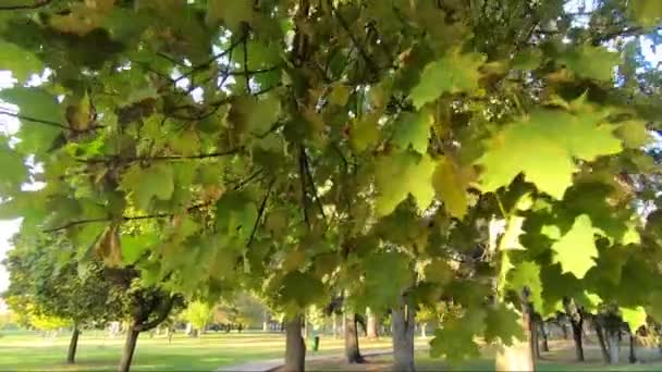 Autumn park in suuny weather. October trees — Stock Video